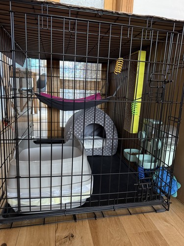 Starter kit for cat puppy - for,